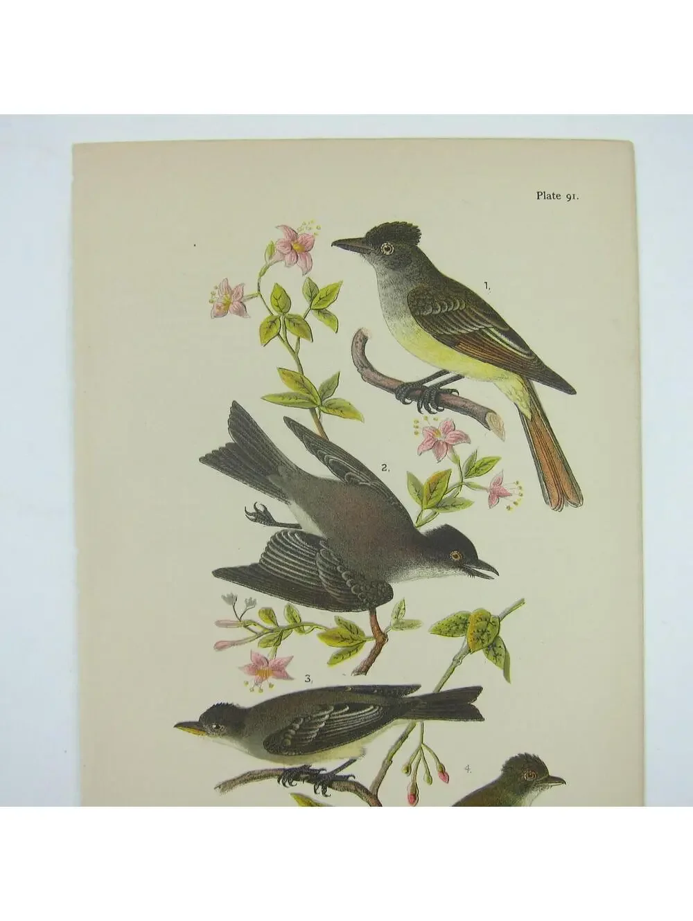 Bird Lithograph Print Crested Flycatcher Phoebe Wood Pewee Acadian Antique 1890